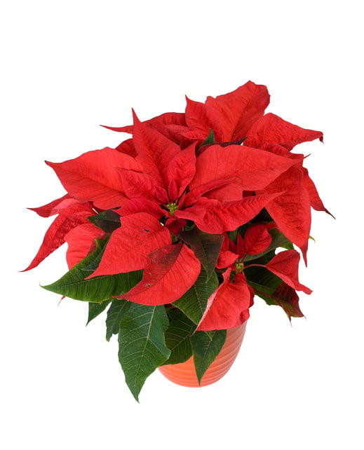 Picture of poinsettia.